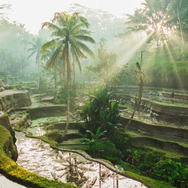 Tegalalang Rice Terrace