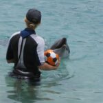 Training a dolphin