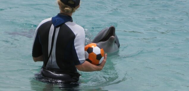 Lovina The Dolphin Atrtaction
